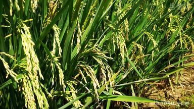 水稻粮食种植<strong>农业发展</strong>